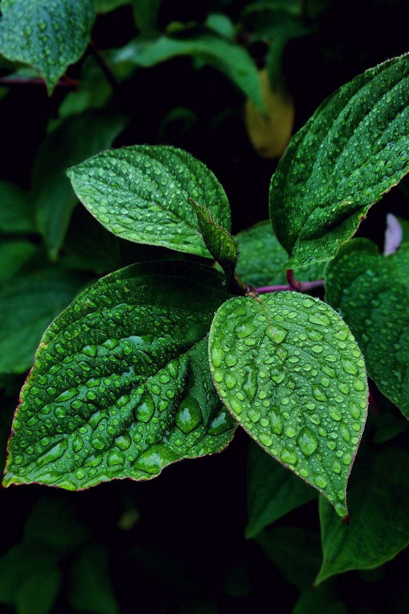 Vibrant green leaves covered in dewdrops, captured in Hol, Norway, showcasing nature's freshness.